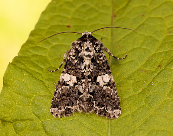 73.283 BF2171 Marbled Coronet Hadena confusa