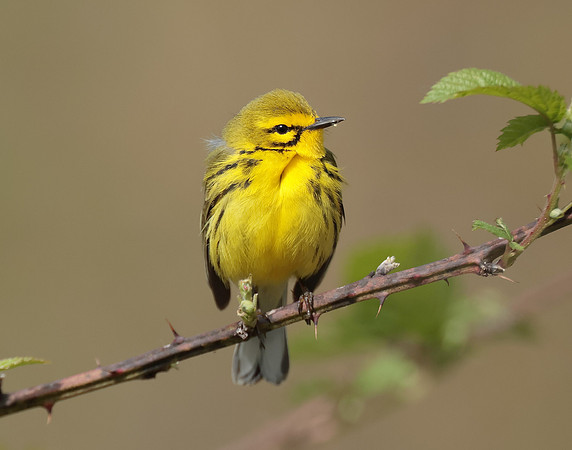 Prairie Warbler Setophaga discolor