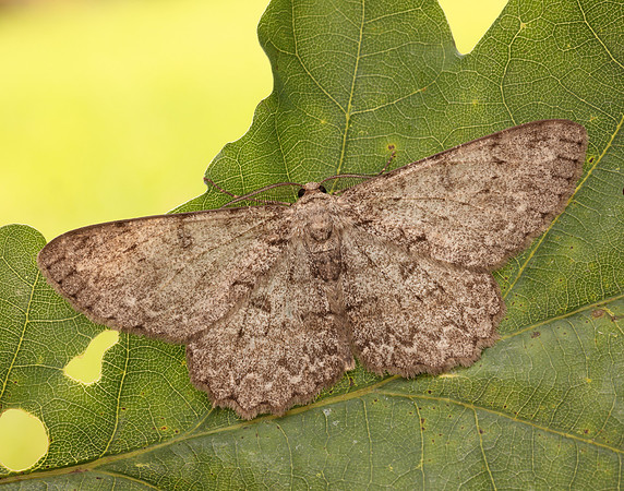 70.268 BF1944 Pale Oak Beauty Hypomecis punctinalis