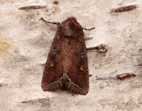 73.267 BF2160 Bright-line Brown-eye Lacanobia oleracea