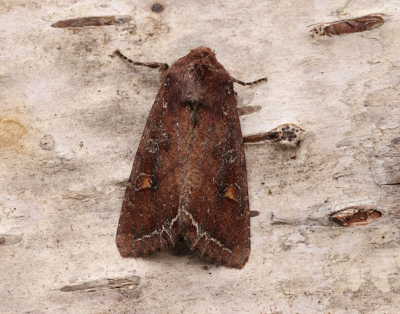 73.267 BF2160 Bright-line Brown-eye Lacanobia oleracea