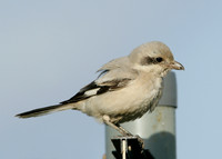 Steppe Grey Shrike Lanius meridionalis pallidirostris
