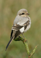 Steppe Grey Shrike Lanius meridionalis pallidirostris
