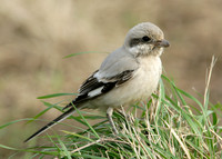 Steppe Grey Shrike Lanius meridionalis pallidirostris