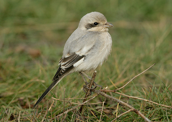 Steppe Grey Shrike Lanius meridionalis pallidirostris