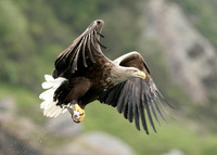 White-tailed Eagle Haliaeetus albicilla