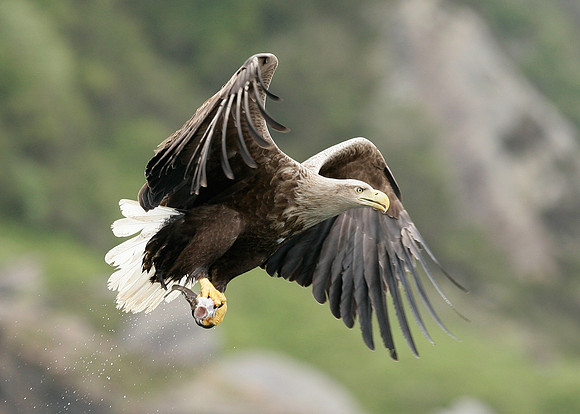 White-tailed Eagle Haliaeetus albicilla