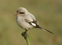 Steppe Grey Shrike Lanius meridionalis pallidirostris