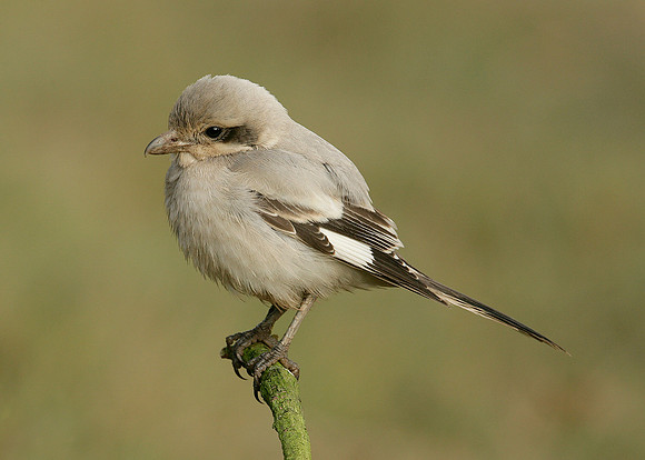 Steppe Grey Shrike Lanius meridionalis pallidirostris