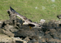 White-tailed Eagle Haliaeetus albicilla