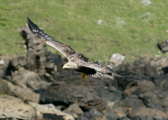 White-tailed Eagle Haliaeetus albicilla