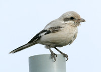 Steppe Grey Shrike Lanius meridionalis pallidirostris