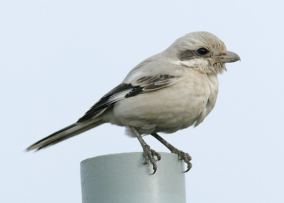 Steppe Grey Shrike Lanius meridionalis pallidirostris