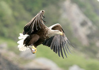 White-tailed Eagle Haliaeetus albicilla