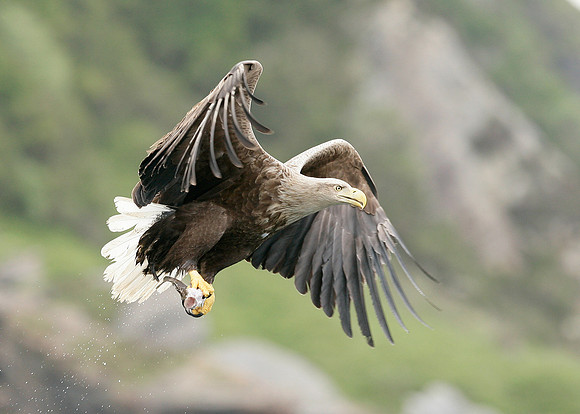 White-tailed Eagle Haliaeetus albicilla