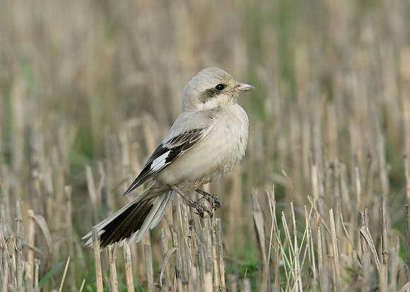 Steppe Grey Shrike Lanius meridionalis pallidirostris