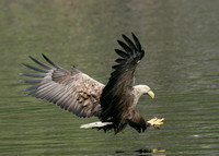 White-tailed Eagle Haliaeetus albicilla