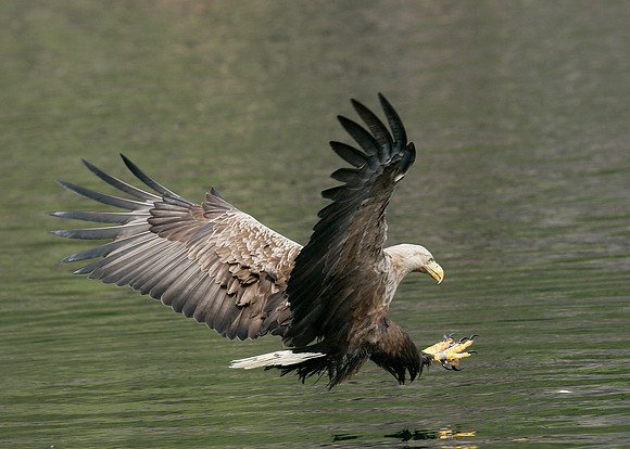 White-tailed Eagle Haliaeetus albicilla