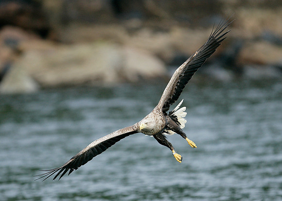 White-tailed Eagle Haliaeetus albicilla