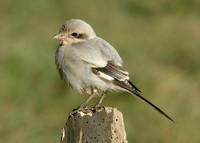 Steppe Grey Shrike Lanius meridionalis pallidirostris