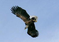 White-tailed Eagle Haliaeetus albicilla