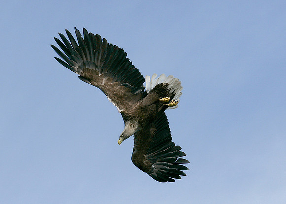 White-tailed Eagle Haliaeetus albicilla