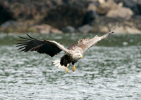 White-tailed Eagle Haliaeetus albicilla