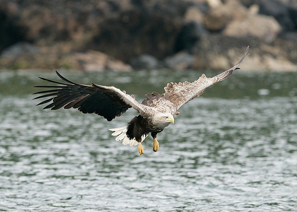 White-tailed Eagle Haliaeetus albicilla