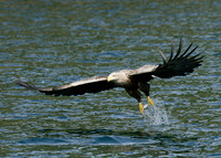 White-tailed Eagle Haliaeetus albicilla