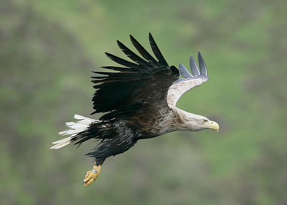 White-tailed Eagle Haliaeetus albicilla