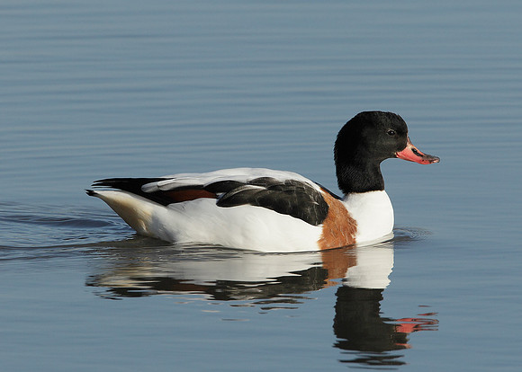 Shelduck Tadorna tadorna