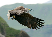 White-tailed Eagle Haliaeetus albicilla