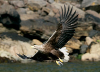 White-tailed Eagle Haliaeetus albicilla