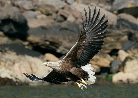White-tailed Eagle Haliaeetus albicilla