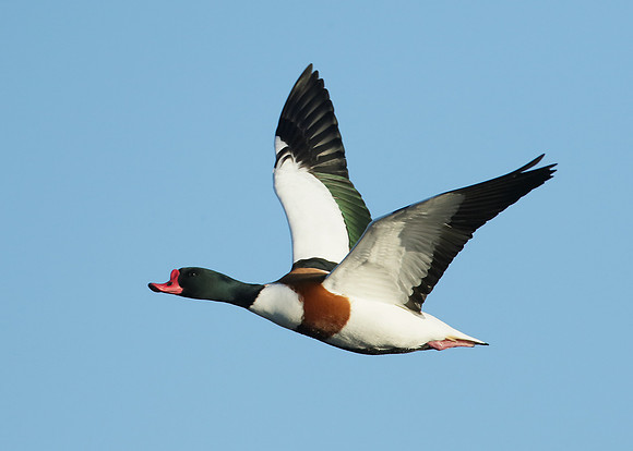 Shelduck Tadorna tadorna