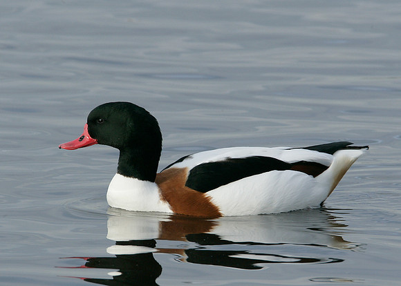 Shelduck Tadorna tadorna