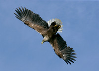 White-tailed Eagle Haliaeetus albicilla