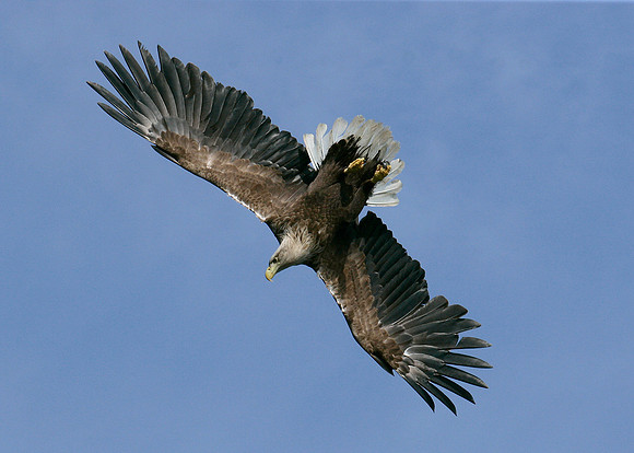 White-tailed Eagle Haliaeetus albicilla