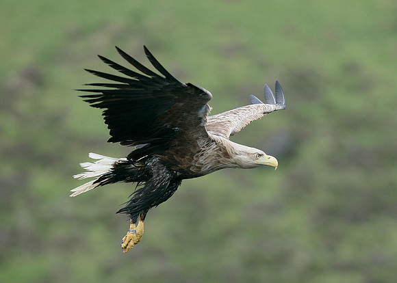 White-tailed Eagle Haliaeetus albicilla