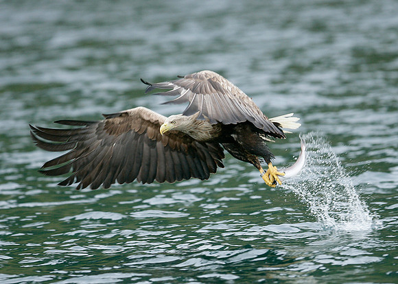 White-tailed Eagle Haliaeetus albicilla