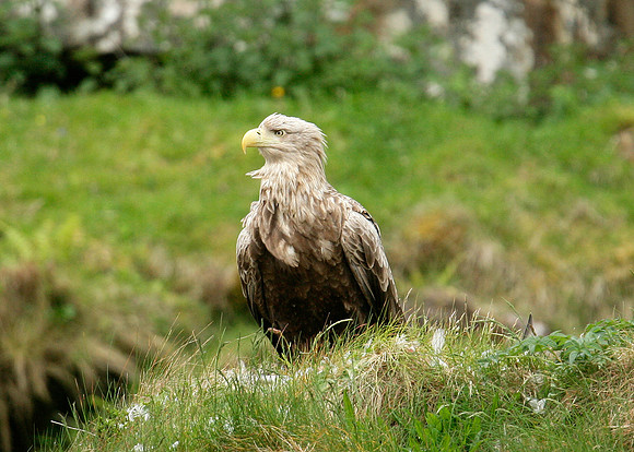 White-tailed Eagle Haliaeetus albicilla