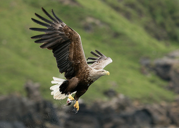 White-tailed Eagle Haliaeetus albicilla