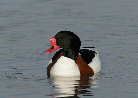 Shelduck Tadorna tadorna