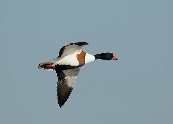 Shelduck Tadorna tadorna