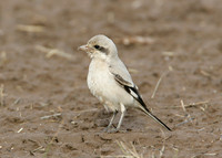 Steppe Grey Shrike Lanius meridionalis pallidirostris