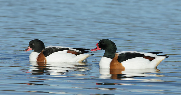 Shelduck Tadorna tadorna