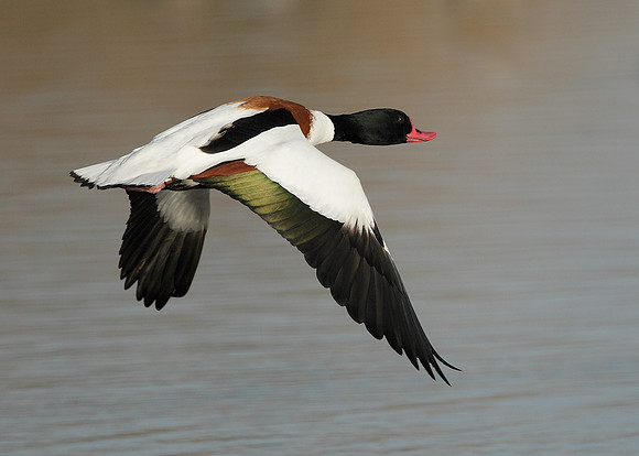 Shelduck Tadorna tadorna
