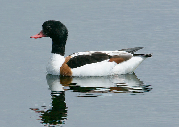Shelduck Tadorna tadorna