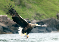 White-tailed Eagle Haliaeetus albicilla