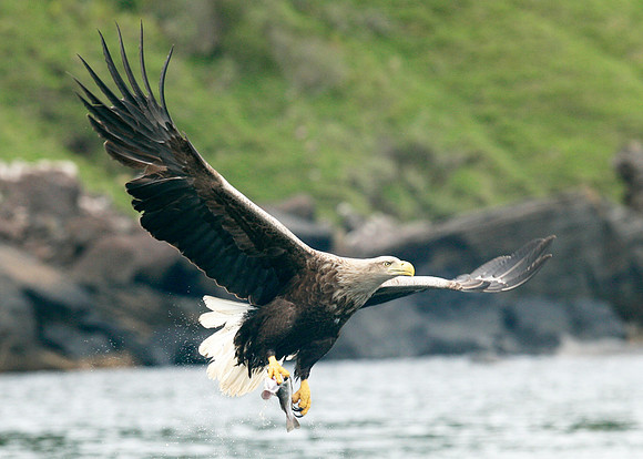 White-tailed Eagle Haliaeetus albicilla